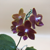 phalaenopsis sogo red star-2